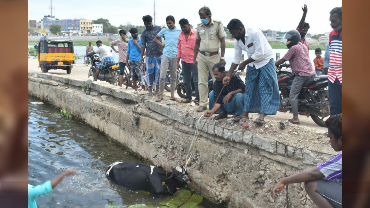 பசுவை காப்பாற்றிய காவல் உதவி ஆய்வாளர்..!