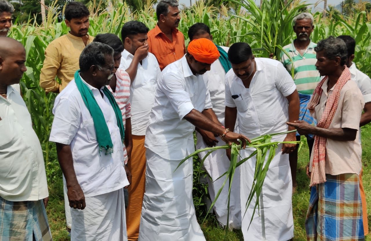 அலங்காநல்லூர் பகுதியில் அமெரிக்கன் படைப்புழு தாக்குதல் : மாவட்ட நிர்வாகம் கண்டு கொள்ளவில்லை என்று விவசாயிகள் புகார்.!