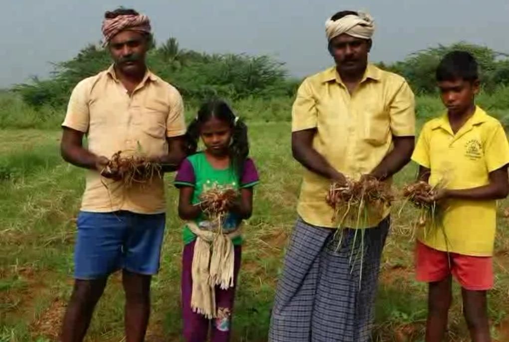 தொடர் மழை காரணமாக வயலில் அழுகும் சின்ன வெங்காயம் ;  விவசாயிகள் வேதனை – நிவாரணம் வழங்க கோரிக்கை