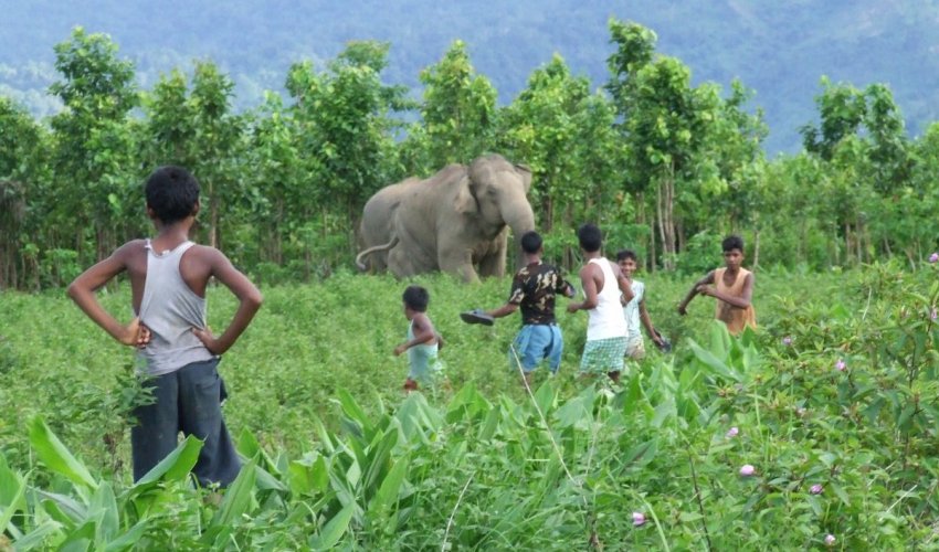 மனிதன்- வன விலங்கு மோதலுக்கு மேலாண்மைக்கான அறிவுரைகளுக்கு அரசு ஒப்புதல்.!