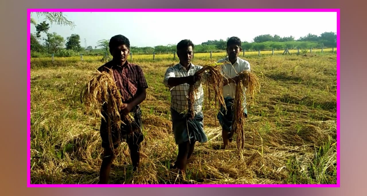 திருமங்கலம் அருகே  மழையினால்  நெற்பயிர்கள் அடியோடு நாசம் –   விவசாயிகள் வேதனை