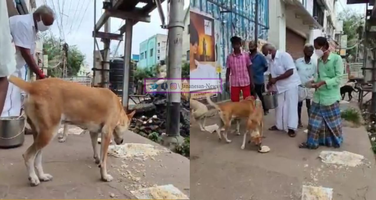 கொரோனா ஊரடங்கு : சாலையில் சுற்றித்திரியும் நாய்களுக்கு உணவு அளித்து வரும்  முதியவர்.!