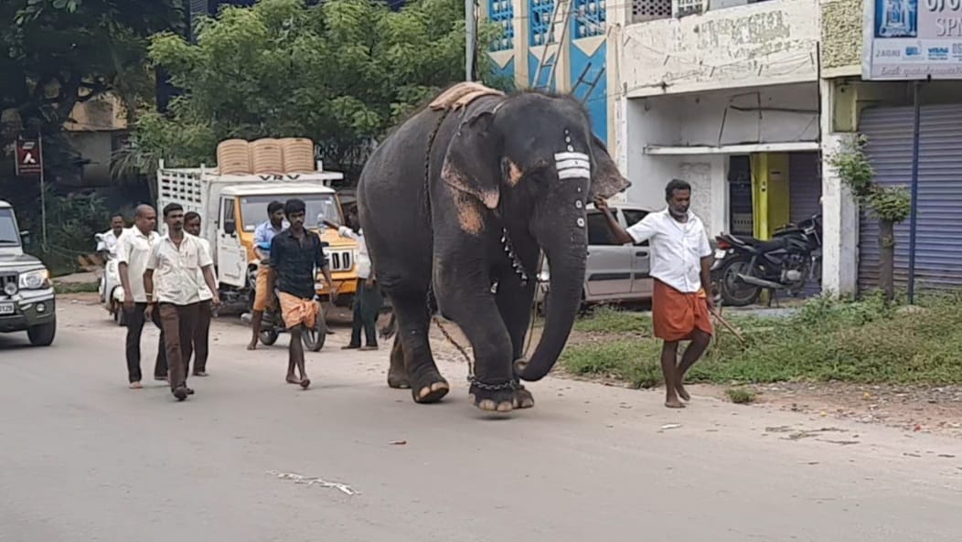 11 மாதங்களுக்கு பின் மீண்டும் திருப்பரங்குன்றம் முருகன் கோவில் அழைத்து வரப்பட்ட  தெய்வானை யானை..!