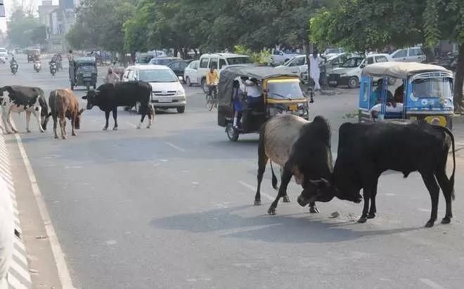 சாலைகளில் சுற்றித் திரிந்த மாடுகளால் விபத்து – 50க்கும் மேற்பட்ட மாடுகளை கோசாலையில் சேர்த்த வட்டாட்சியர்..!